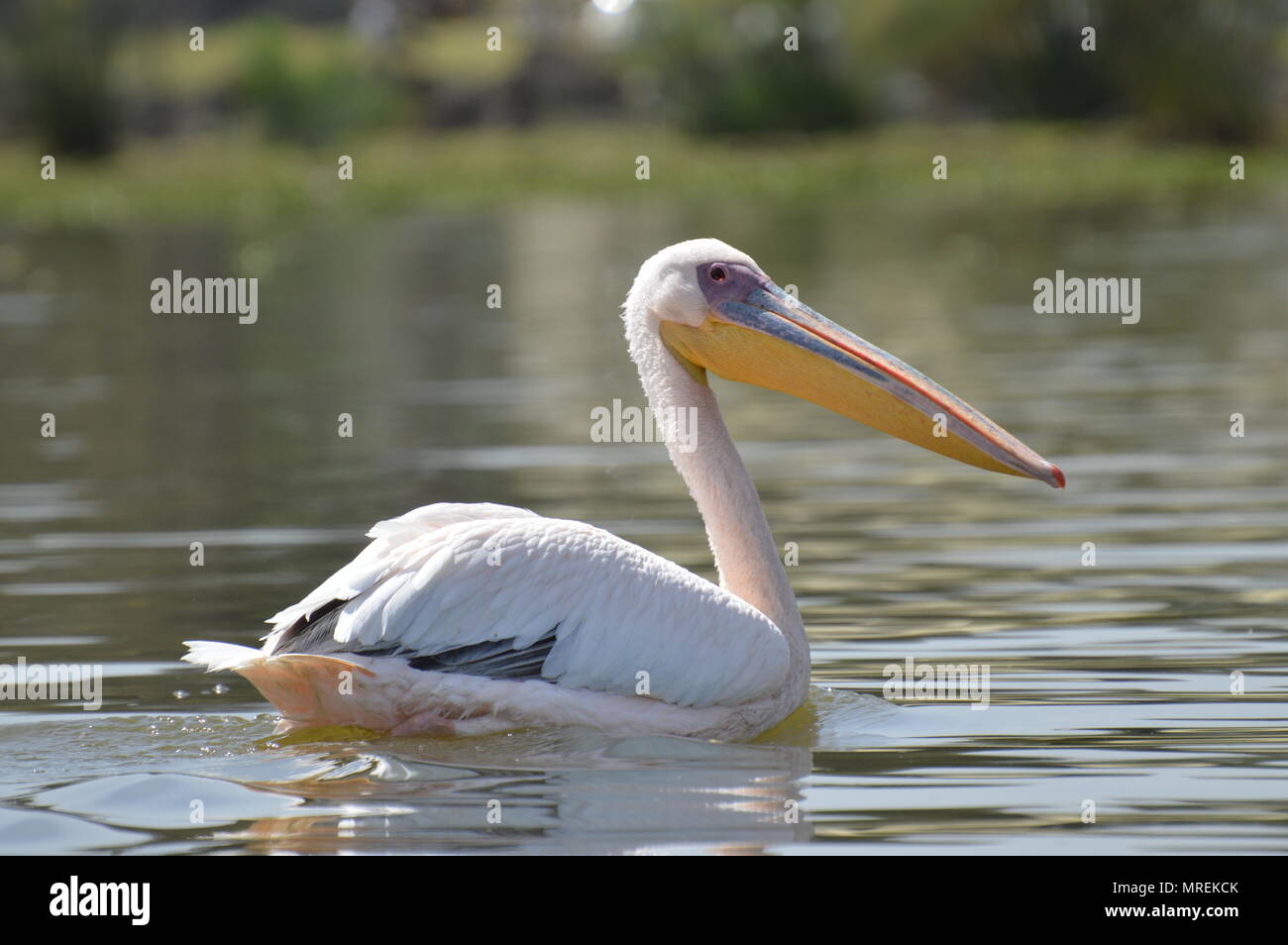 Pelikan schwimmt auf dem Lake Navaisha Stockfoto