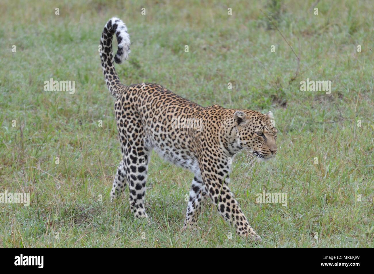 Leopard Spaziergänge entlang der Maasai Mara Stockfoto