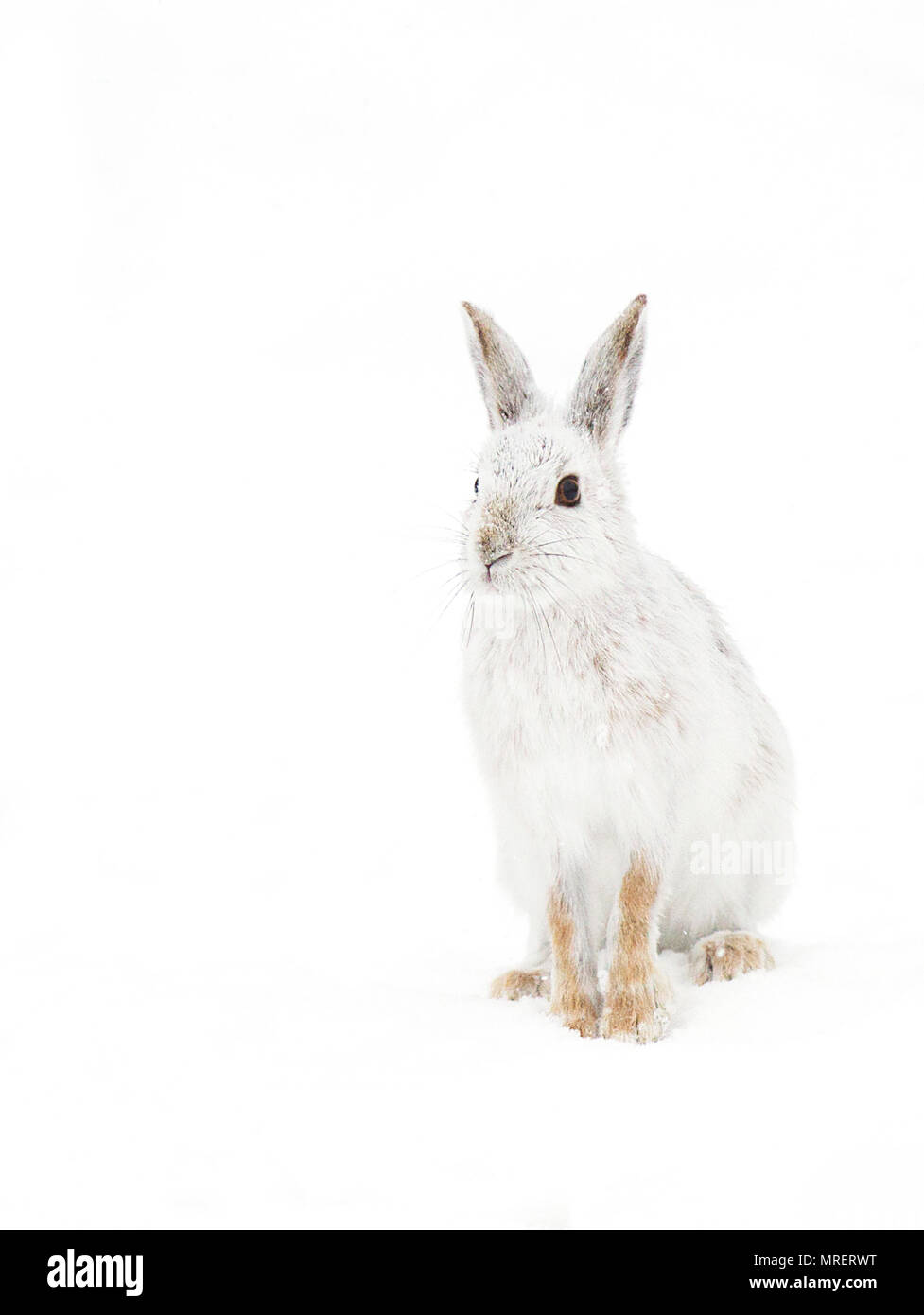 Snowshoe Hare oder unterschiedliche Hase (Lepus americanus) stehen im Schnee mit einem weißen Mantel im Winter in Kanada Stockfoto