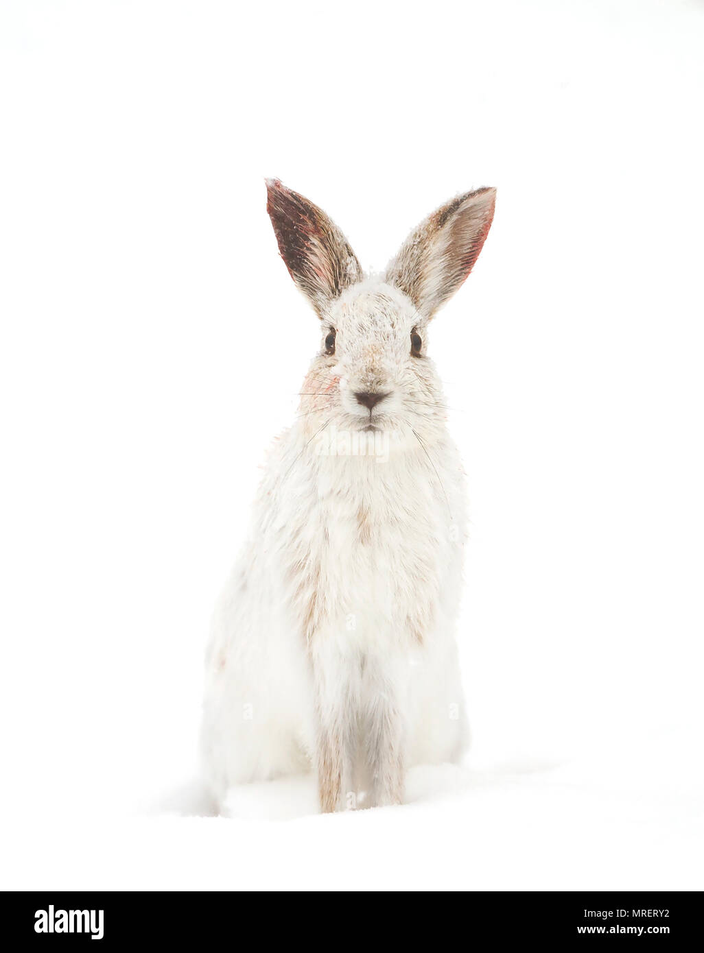 Snowshoe Hare oder unterschiedliche Hase (Lepus americanus) stehen im Schnee mit einem weißen Mantel im Winter in Kanada Stockfoto