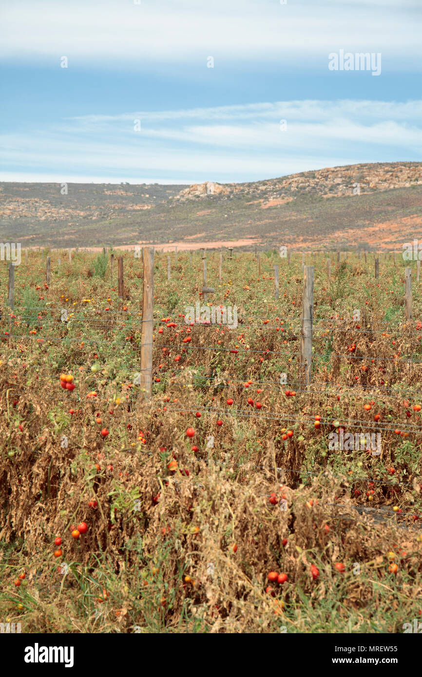 Tomate-ernte von Dürre betroffen, in der Nähe von Klawer, Western Cape, Südafrika. Stockfoto