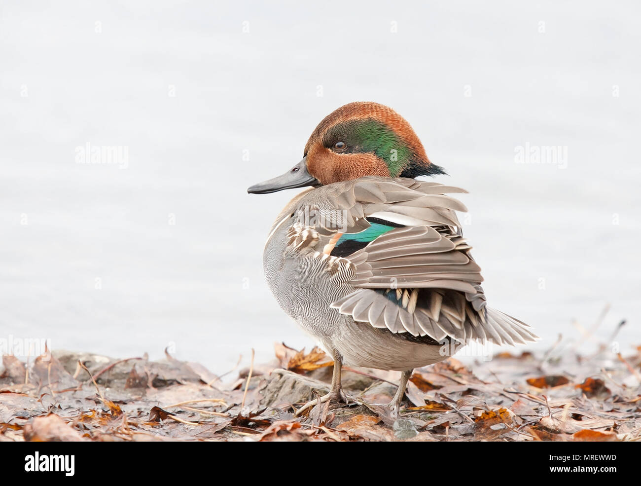 Green-winged teal Mann an der Seite des Teiches in Kanada ruhen Stockfoto