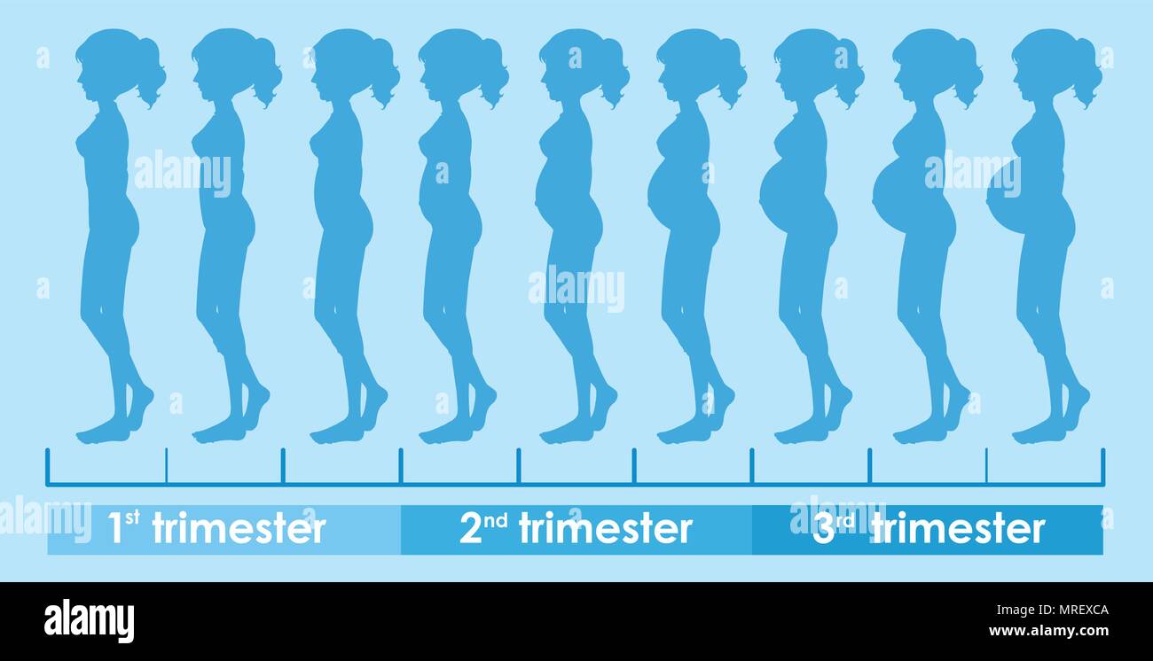 Ein Vektor der Schwangerschaft Fortschritte Abbildung Stock Vektor
