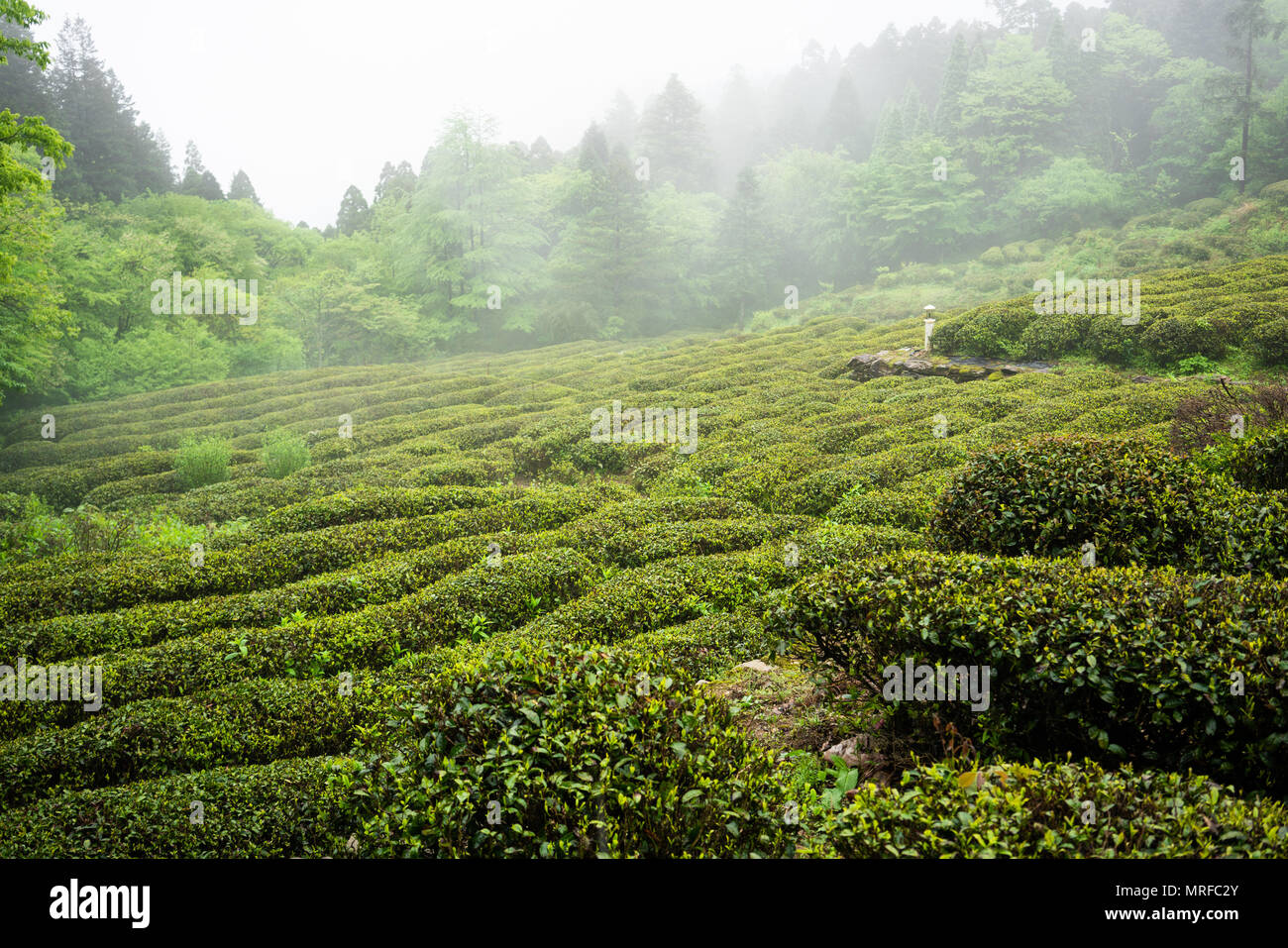 Grüner Tee pflanze Feld in Lushan Berg in Jiangxi Chinas berühmt für ihre Wolken und Nebel Kaffee Stockfoto