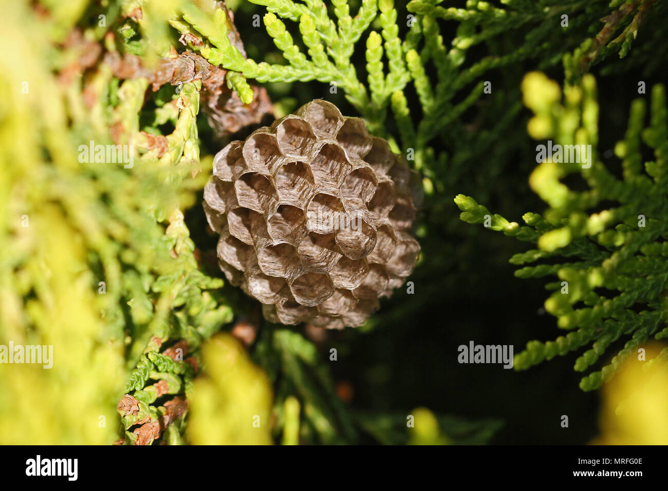 Der Baum Wespennest oder Papier wasp Regenschirm Nest sehr nahe in Italien  Lateinamerika Feldwespe gallicus oder dolichovespula sylvestris in einem  thuja Baum Stockfotografie - Alamy