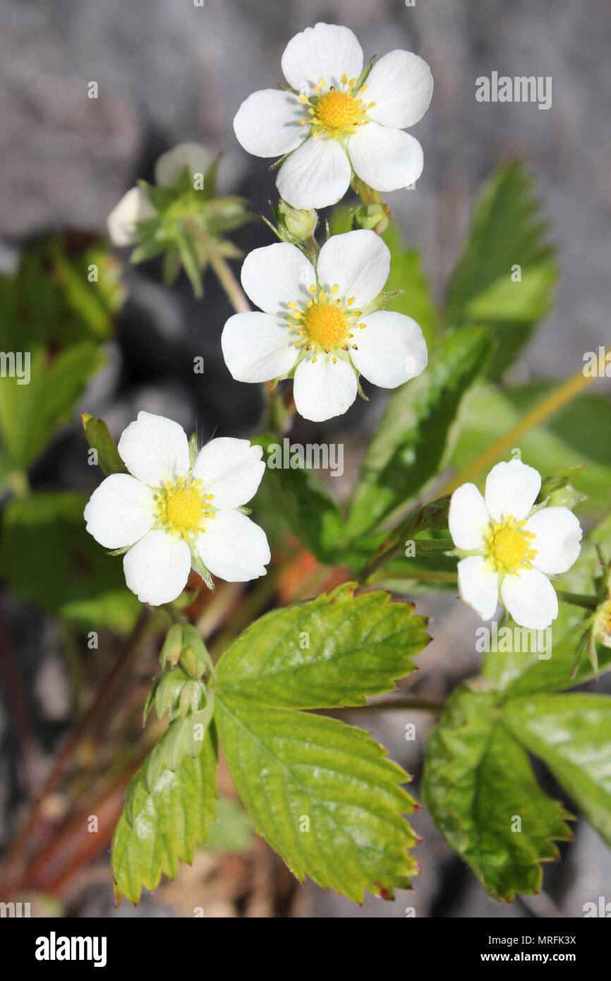Wilde Erdbeere FRAGARIA VESCA Blume Stockfoto