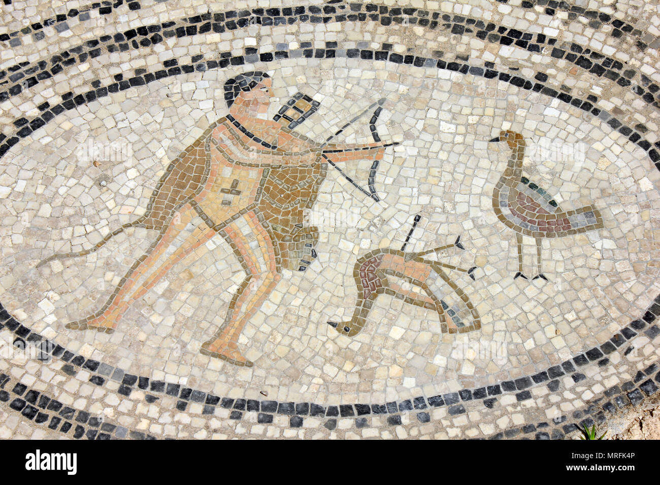 Volubilis Mosaik, das sechste Arbeit des Herkules zu besiegen die Stymphalischen Vögel Stockfoto