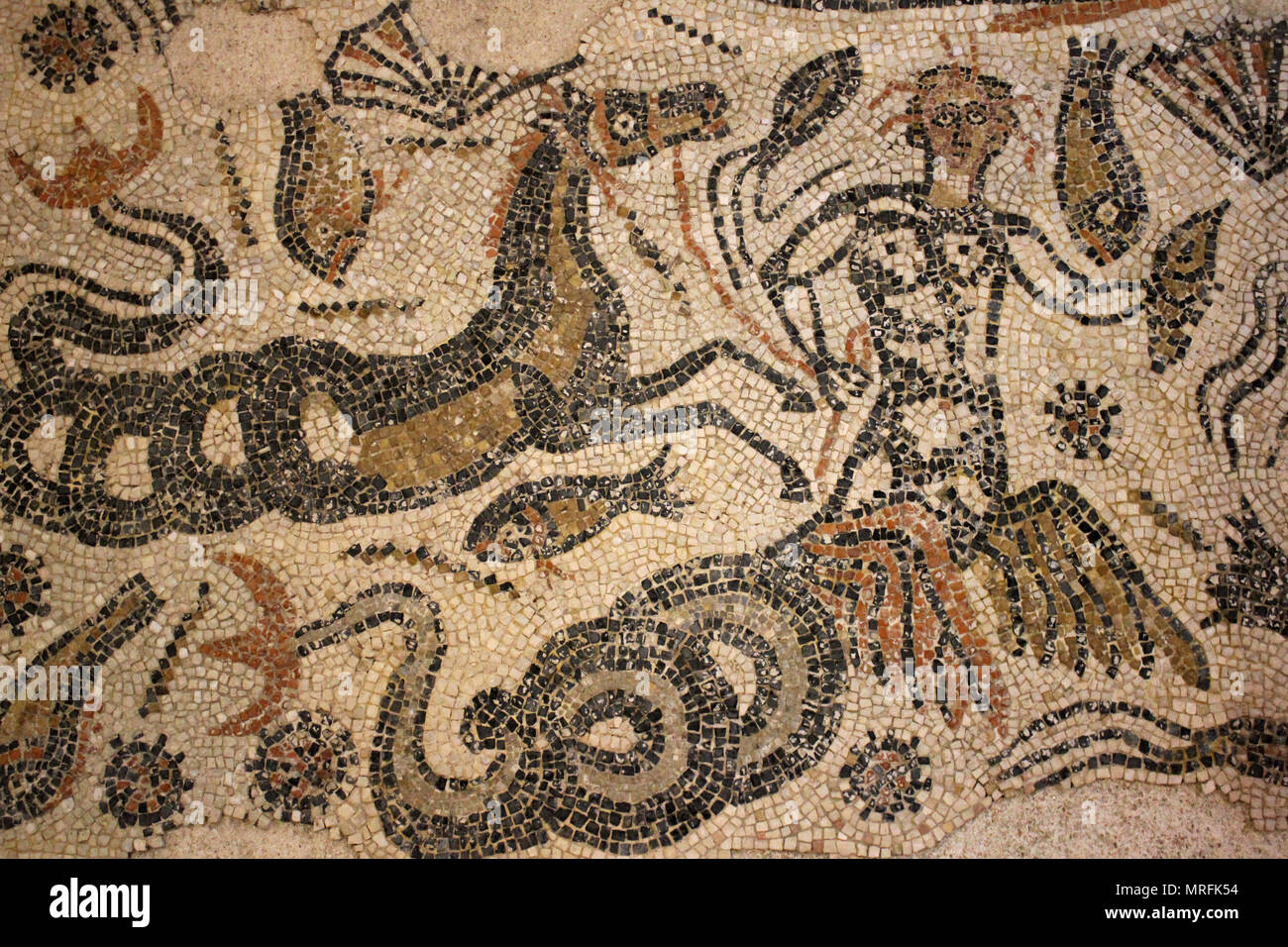 Mosaik der Triton gefunden Im frigidarium der Bäder, archäologische Stätte der Banasa, El Gherb region, Marokko Stockfoto