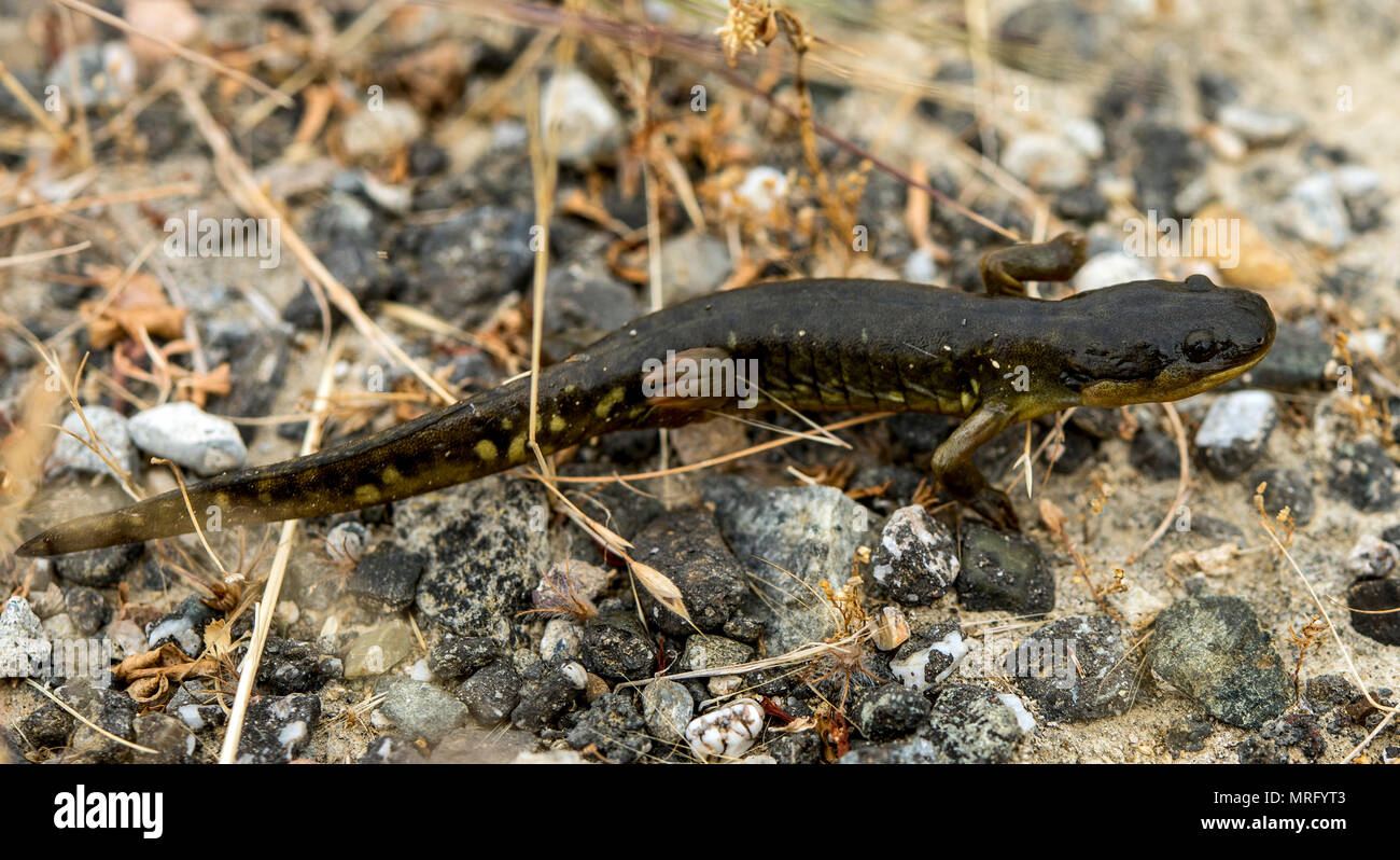 Ambystoma californiense ist ein bundesstaatlich gelisteter, bedrohter Amphibien, der in kalifornischen Graslandschaften und Verbandsbecken beheimatet ist. Das Archivbild dokumentiert einen Jugendlichen, der am 9. Juni 2017 bei der saisonalen Bewegung von Brutbecken zu Berghöhlen unter feuchten Bedingungen einen Flugplatz auf der Travis Air Force Base Kalifornien überquerte. Stockfoto