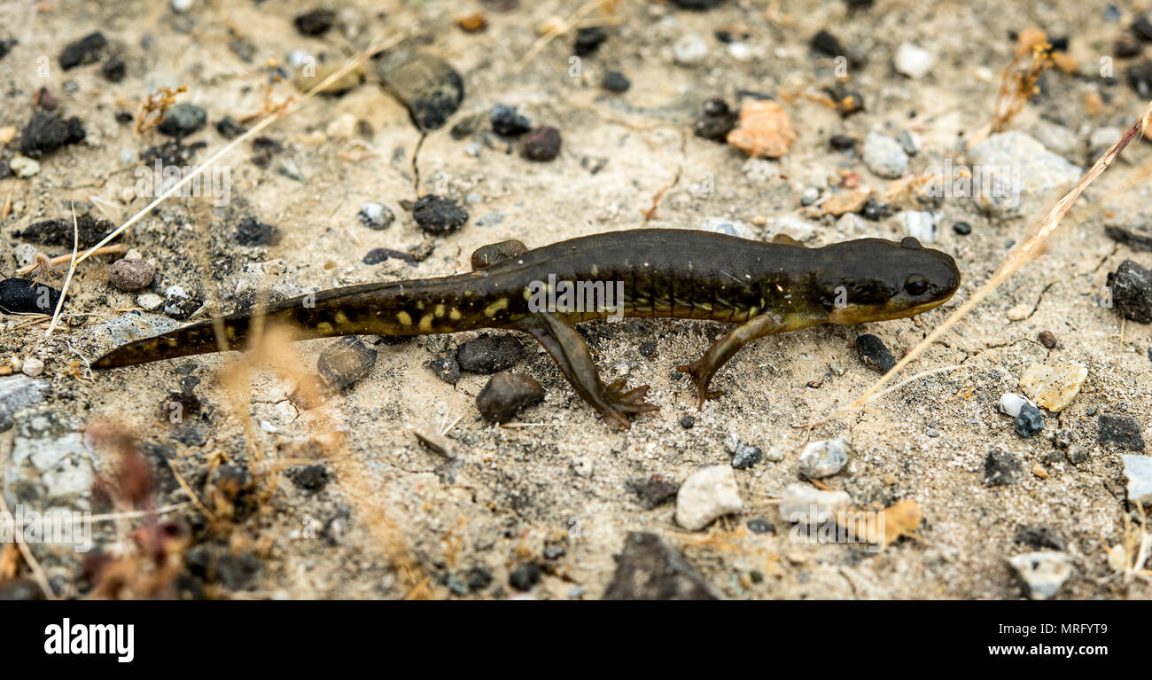 Ambystoma californiense ist ein bundesstaatlich gelisteter, bedrohter Amphibien, der in kalifornischen Graslandschaften und Verbandsbecken beheimatet ist. Das Archivbild dokumentiert einen Jugendlichen, der am 9. Juni 2017 bei der saisonalen Bewegung von Brutbecken zu Berghöhlen unter feuchten Bedingungen einen Flugplatz auf der Travis Air Force Base Kalifornien überquerte. Stockfoto