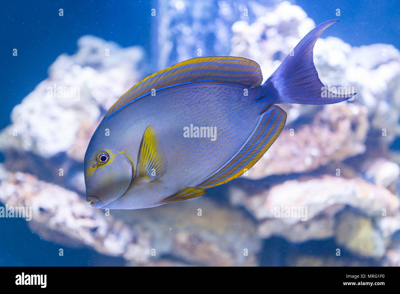 Acanthurus xanthopterus - gelbflossenthun Doktorfische - Seefische Stockfoto
