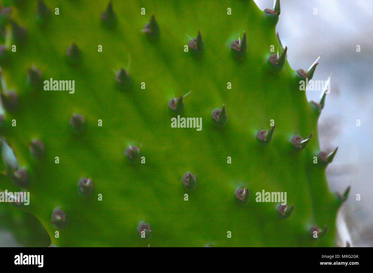 Indische Abb. cactus Nahaufnahme Detail Stockfoto