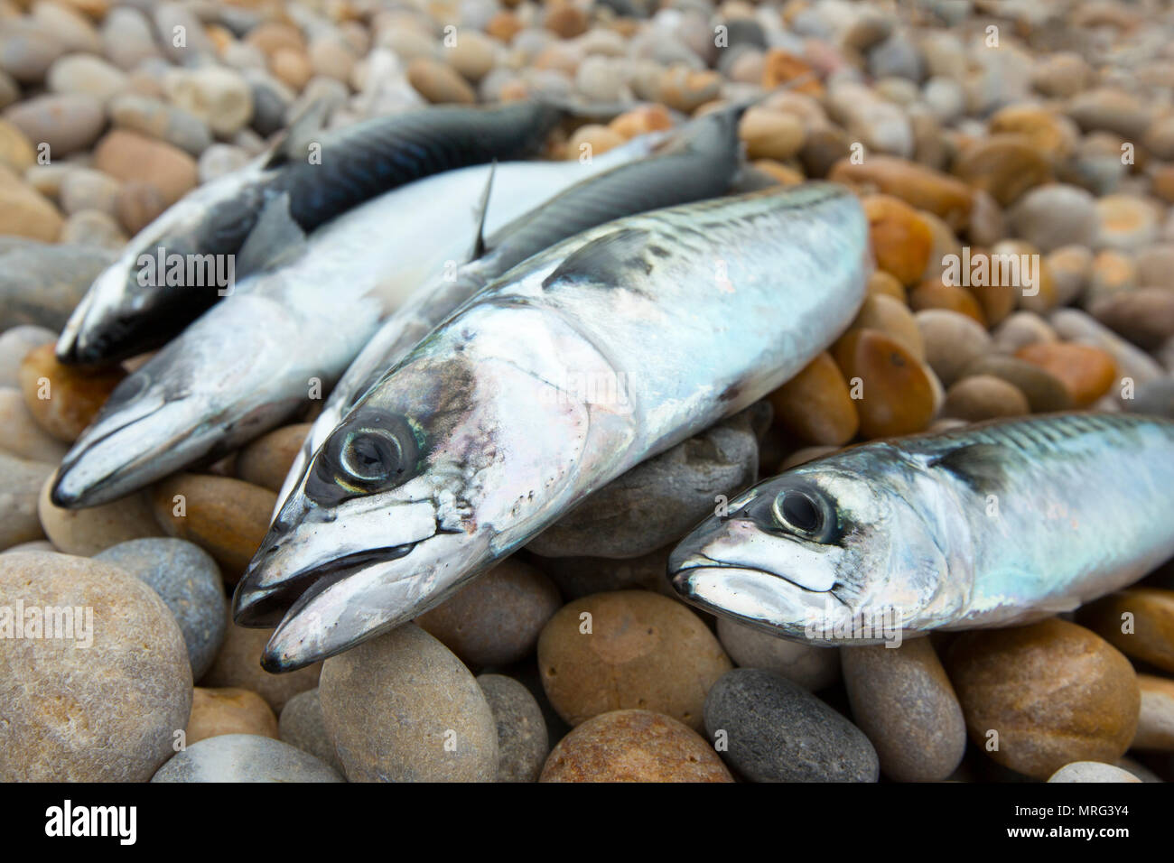 Makrele Scomber scombrus, Angeln vom Ufer am Chesil Beach mit einem sich drehenden Stange mit einem festen Steuerschieber für Haspeldrehzahl gefangen wurden, eine Zeichenkette von thr Stockfoto