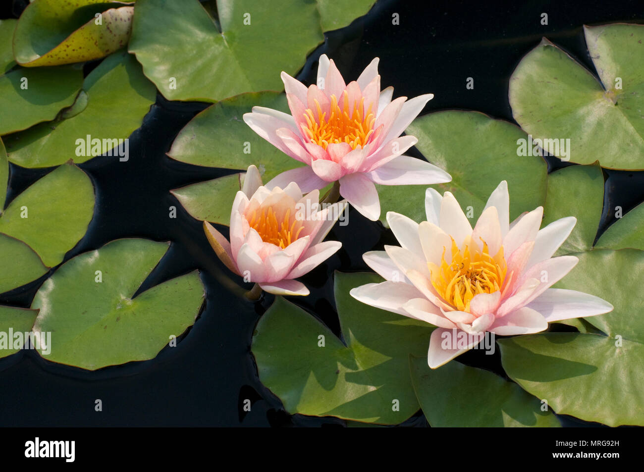 WINTERHARTE SEEROSE - NYMPHAEA 'SIOUX' Stockfoto