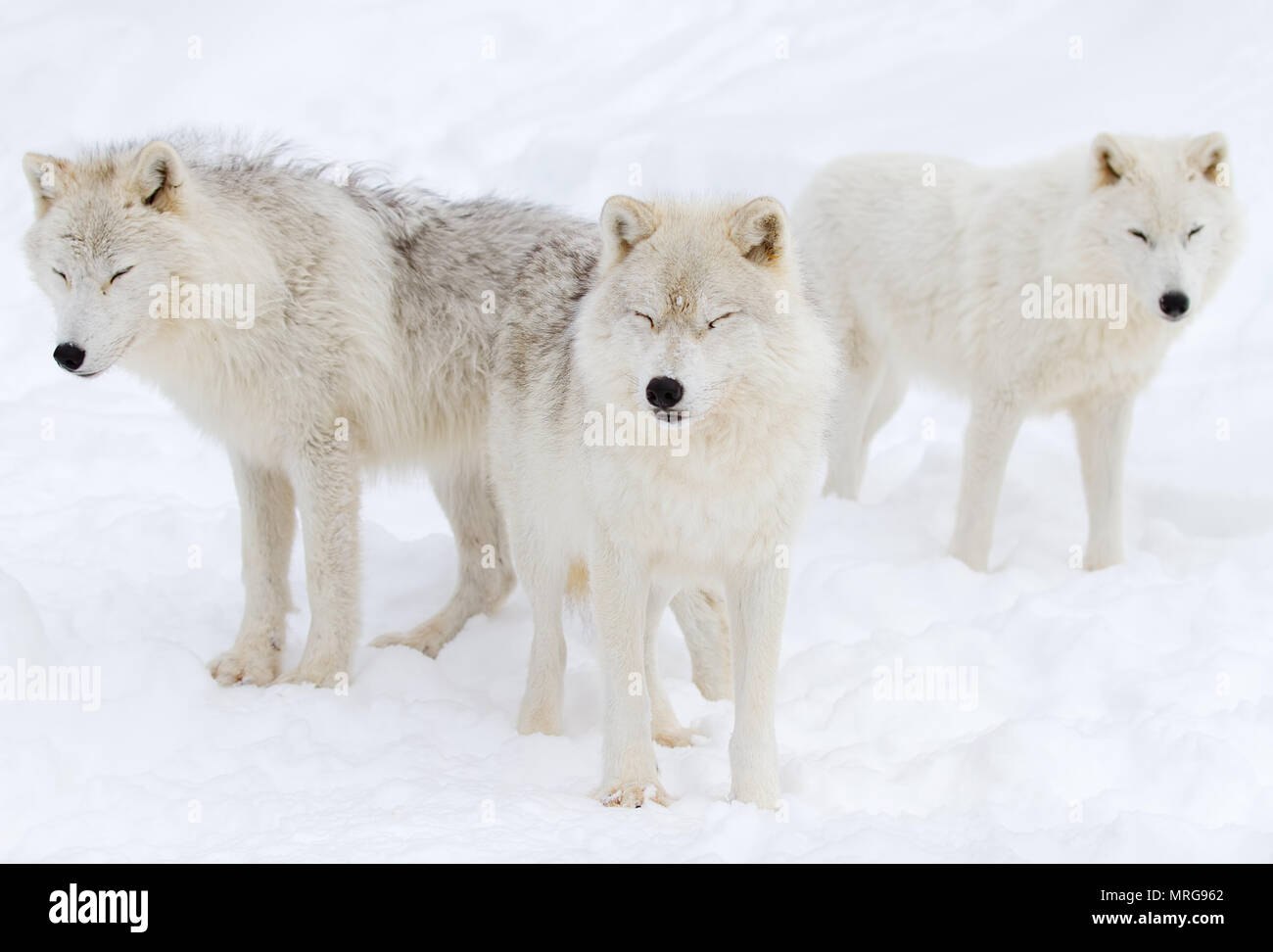 Arktische Wölfe (Canis lupus arctos) stehen im Winter schnee Kanada Stockfoto