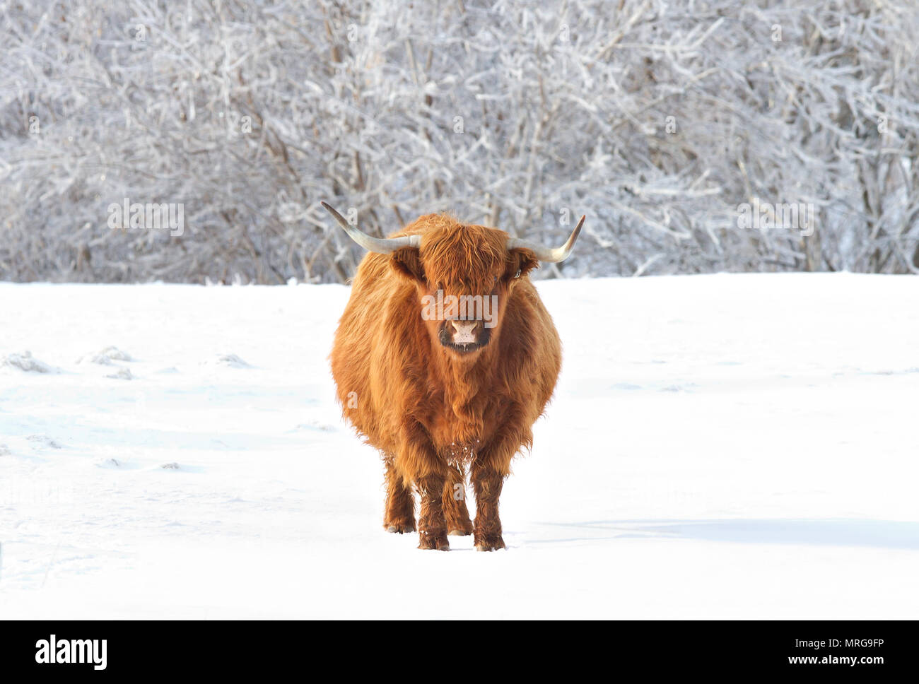 Highland Kuh stehend in einem schneebedeckten Feld im Winter in Kanada Stockfoto