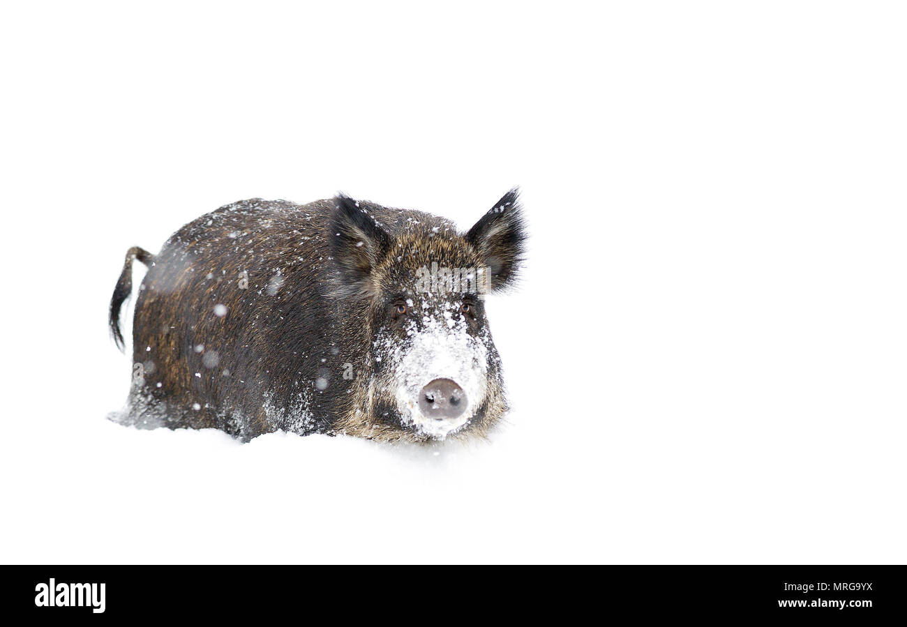 Wildschwein im Winter Schnee in Kanada Stockfoto