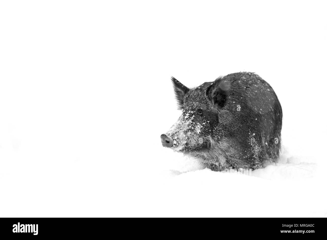 Wildschwein im Winter Schnee in Kanada Stockfoto