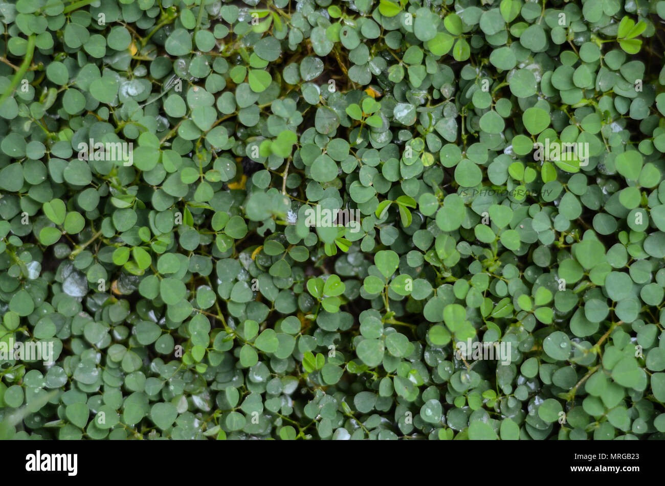 Blätter Stockfoto