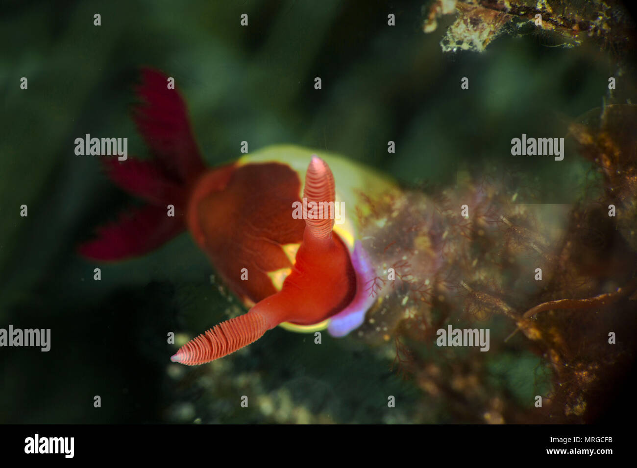 Nudibrunch Nembrotha chamberlaini. Bild wurde in Anilao, Philippinen genommen Stockfoto