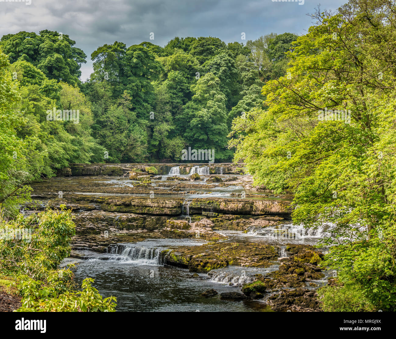 Obere fällt, Aysgarth, Wensleydale, Yorkshire Dales National Park, UK im späten Frühjahr mit sehr niedrigem Wasserstand Stockfoto