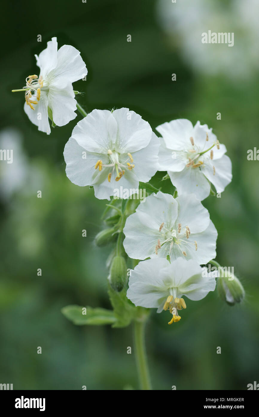 Geranium Phaeum 'Album' Stockfoto