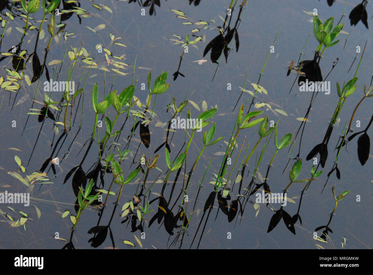Es geht um das Licht. Winzige Pflanzen anschaulich in einem Teich eine große Zusammenfassung Hintergrund erstellen. In New Brunswick, Kanada fotografiert. Stockfoto