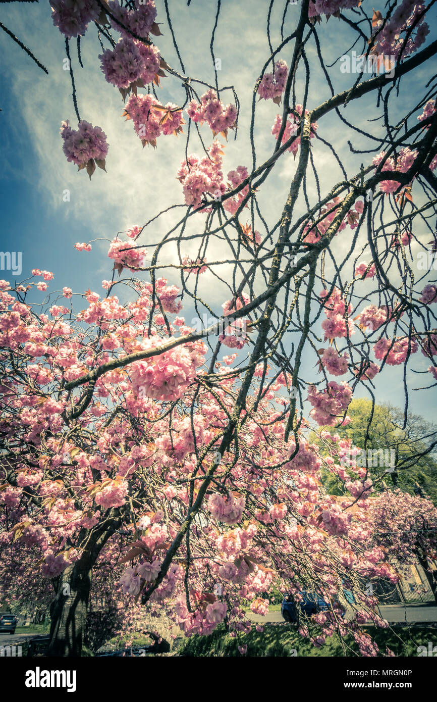 Japanische Kirsche Baum Blume, Vintage Style Zweige Hintergrund Stockfoto