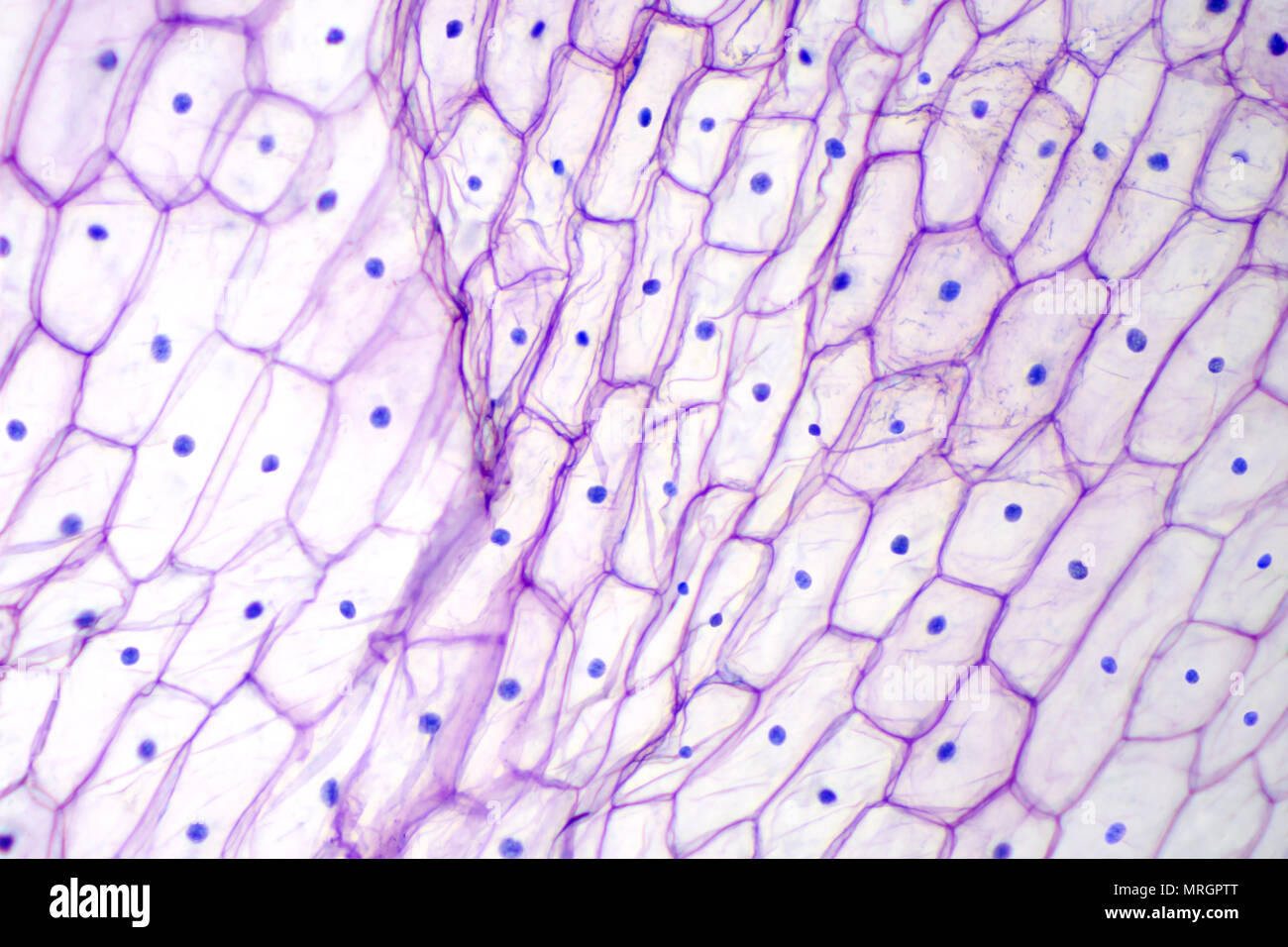 Zwiebel epidermis unter dem Lichtmikroskop. Violett gefärbt, große epidermalen Zellen einer Zwiebel, Allium cepa, in einer einzigen Schicht. Foto. Stockfoto