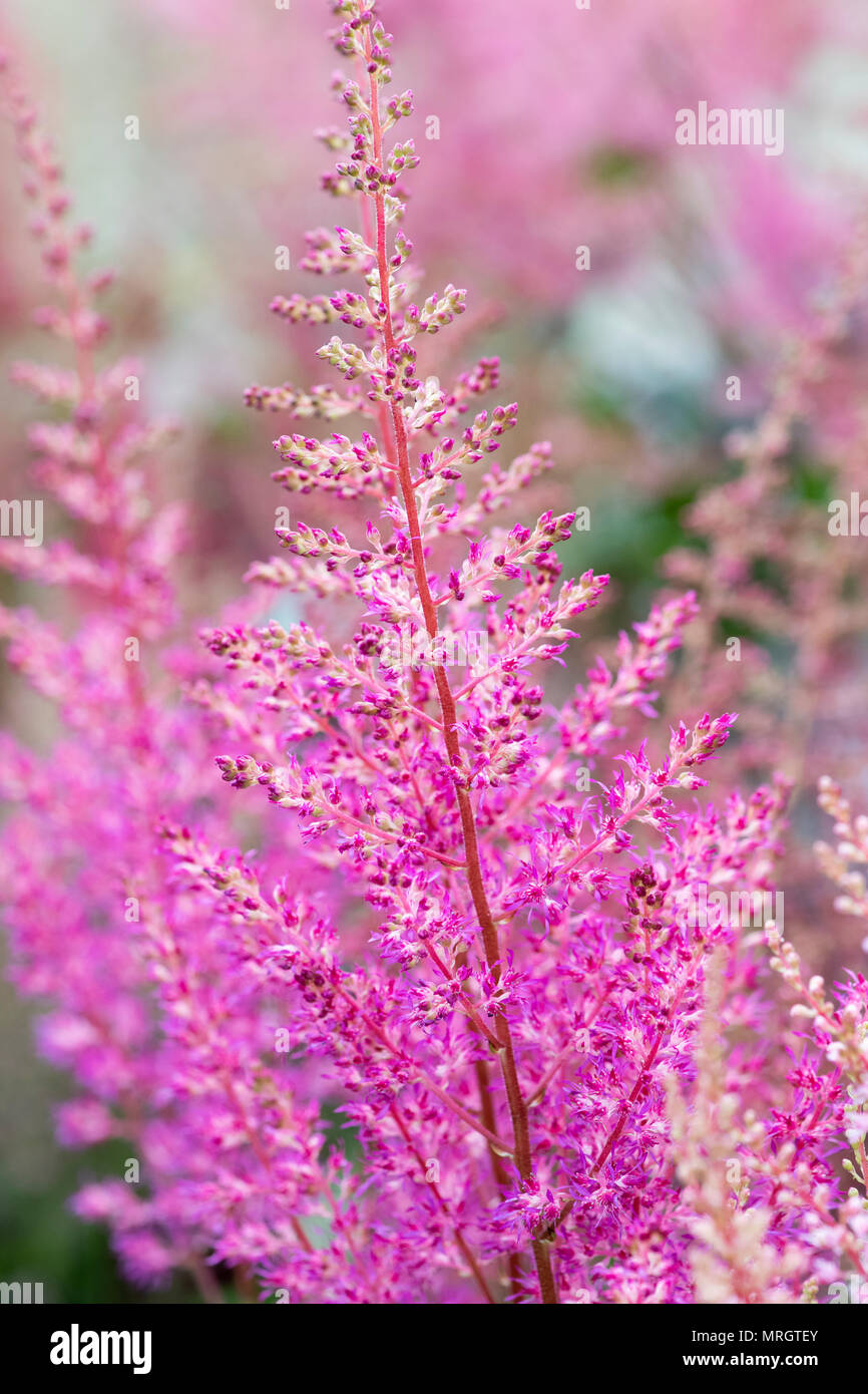 Astilbe X arendsii "Amethyst". Falsche Spirea "Amethyst". Falsche Geißbart, die Blume "Amethyst" Stockfoto