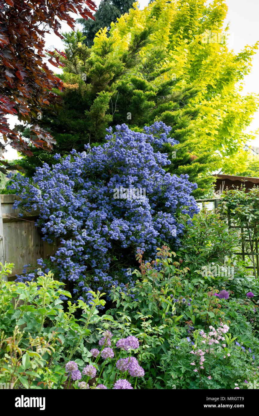 Ceanothus 'Concha'. Kalifornische lilac' Concha' in Blume in einem englischen Garten. Großbritannien Stockfoto