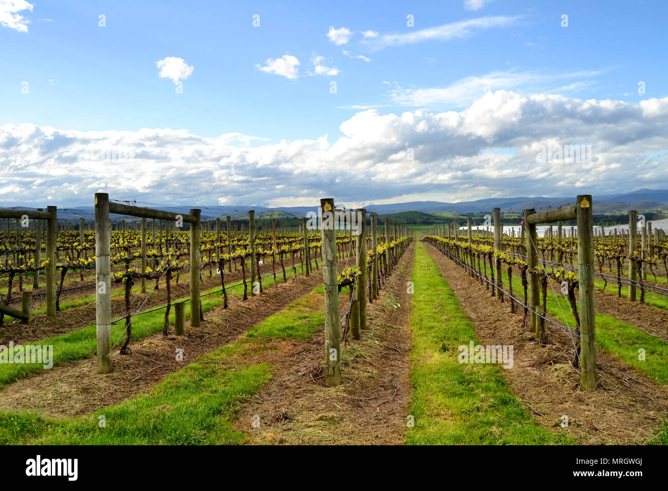 Weinreben wachsen Yarra Valley Winery Melbourne Australien Stockfoto