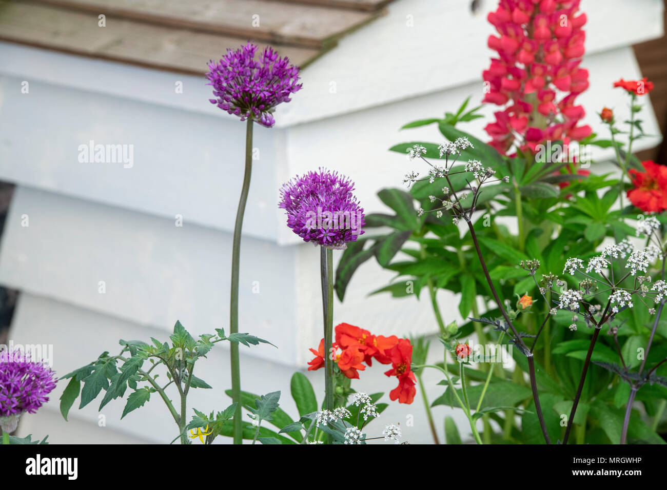 Cottage Garden Flower Anzeige vor einem Bienenstock eine Blume zeigen. Großbritannien Stockfoto