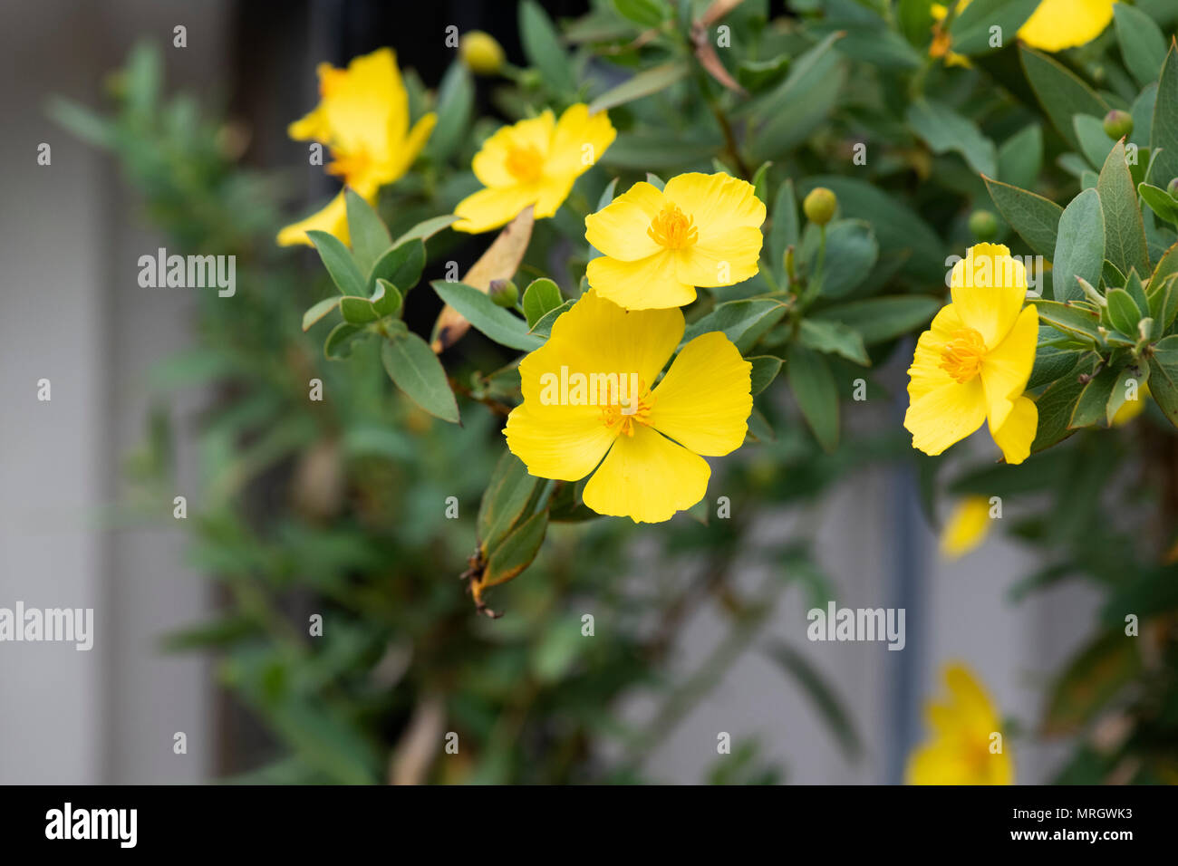 Dendromecon rigida. Baum Mohn Blumen in einen englischen Garten. Großbritannien Stockfoto