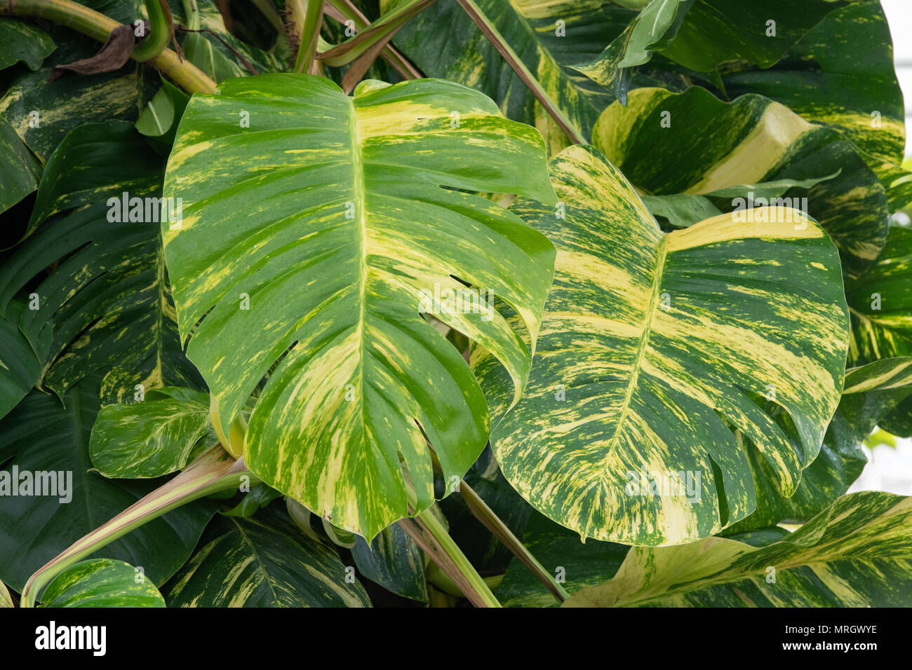 Epipremnum aureum. Ceylon Kriechgang-/Teufel Efeu Blätter im Gewächshaus an der RHS Wisley Gardens, Surrey, Großbritannien Stockfoto