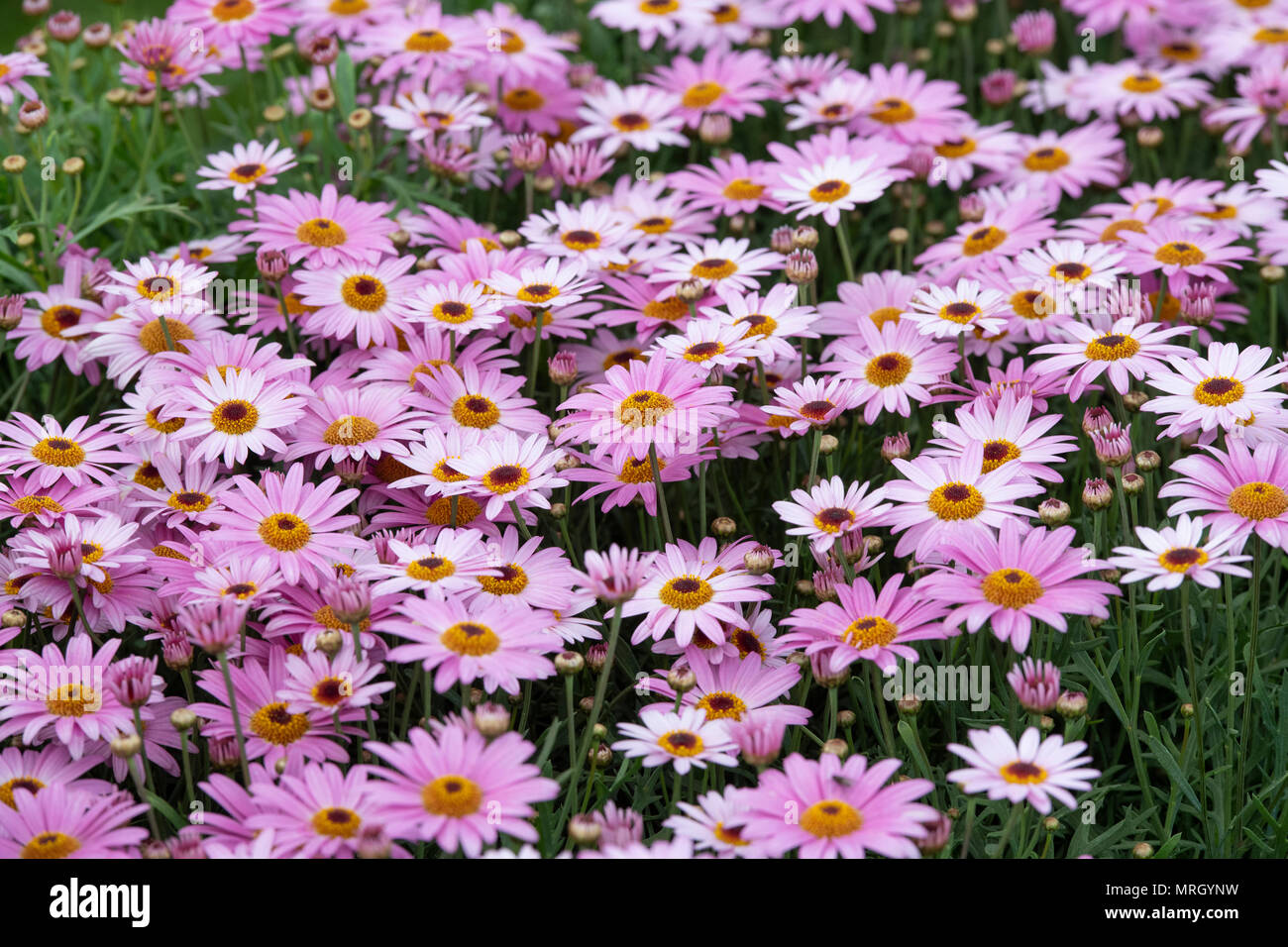 Argyranthemum frutescens. Rosa Marguerite daisy flowers Stockfoto