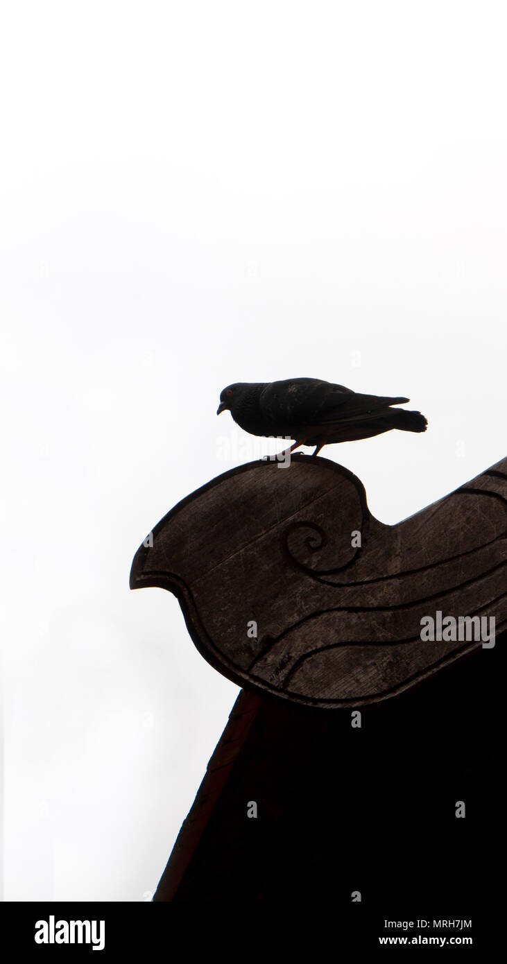 Schwarzer Vogel rote Augen auf dem Dach auf weißem Kragen isolieren. Stockfoto