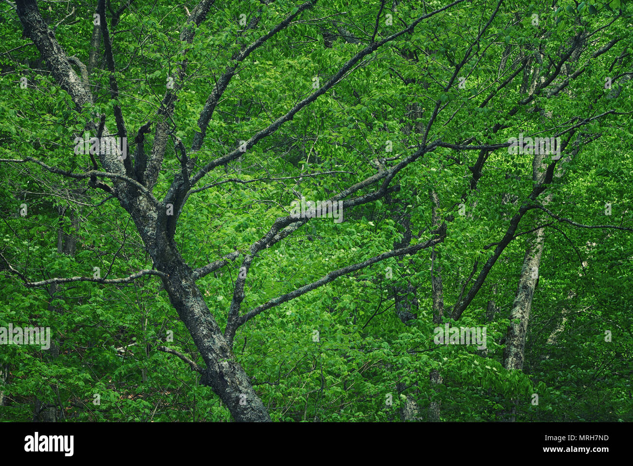 Pulsierende grüne Wald in Sullivan County, PA Stockfoto