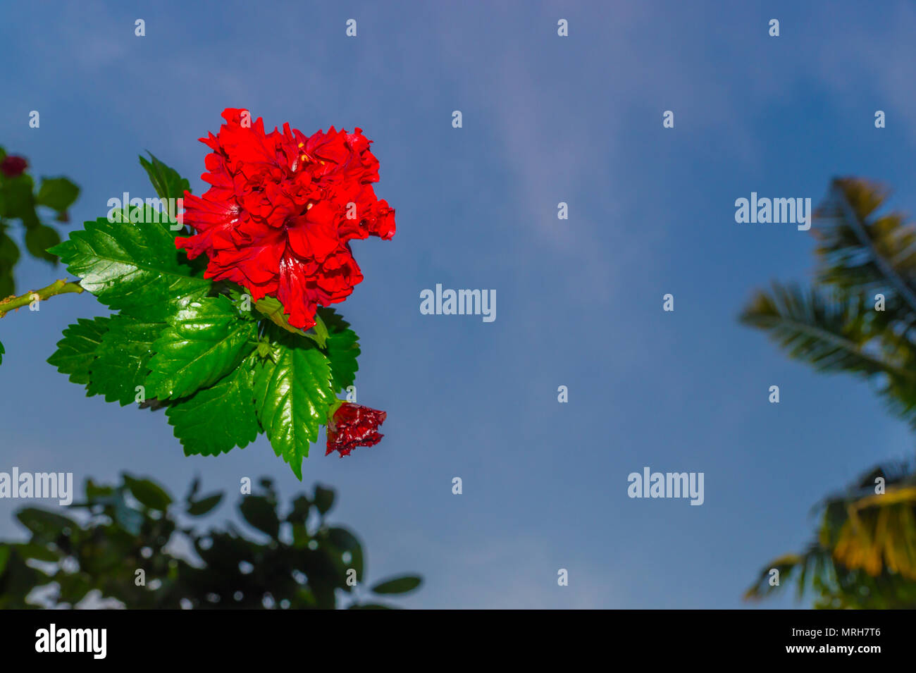 Hibiscusblüte in Kerala mit blauem Himmel Hintergrund gefunden Stockfoto