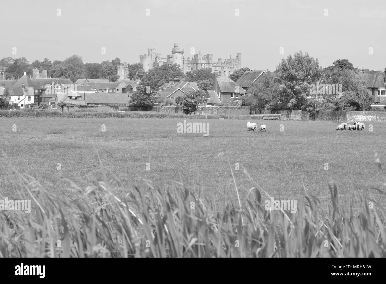 Schafe weiden in eine englische Wiese im Sommer Stockfoto