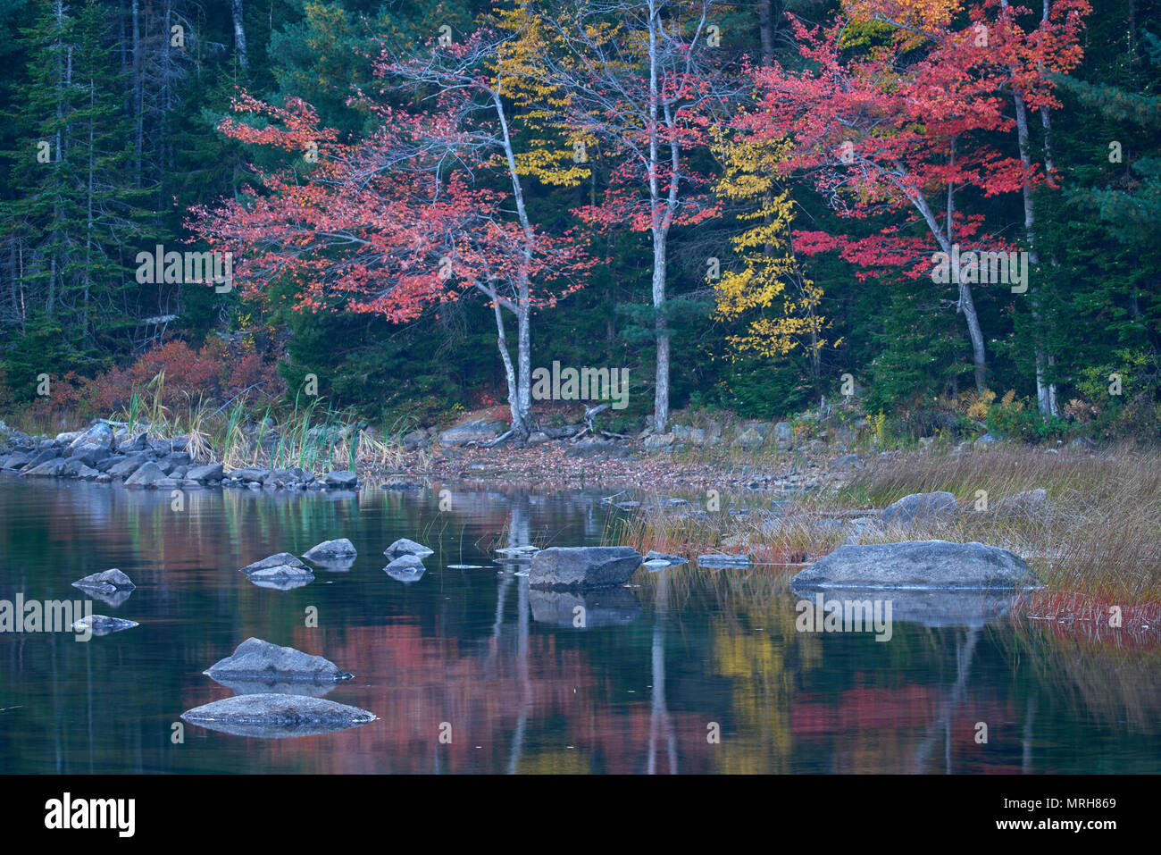 Herbst Farbe in Eagle Lake in Acadia Nationalpark wider Stockfoto