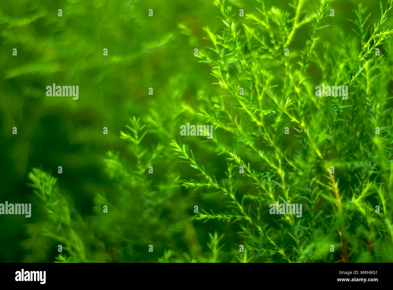 Verschwommenes grün Abstrakt floral background der natürlichen Zweige von tropischen Pflanzen mit winzigen Blätter, erinnert an Spargel oder Algen Stockfoto
