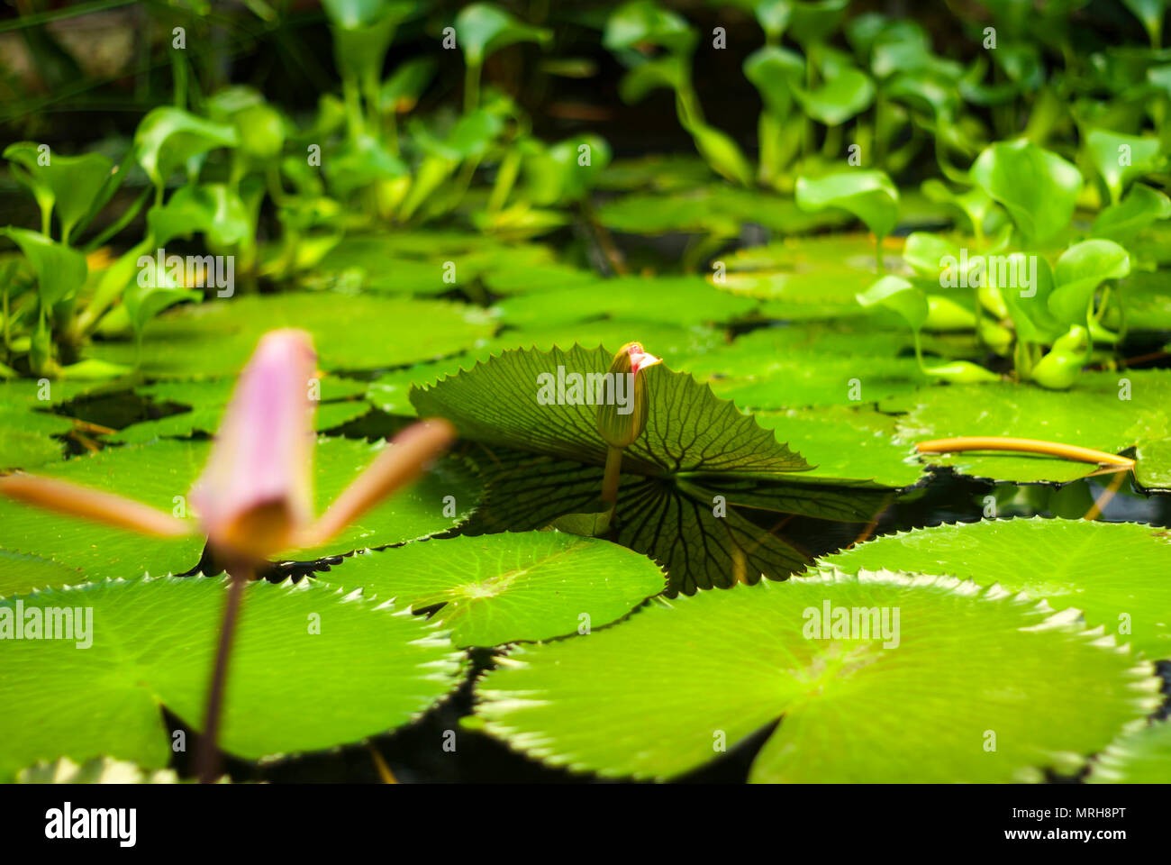 Kaum steigen aus dem Wasser ungeöffnete bud von Lotus das Blatt in einem Teich gehoben, bewachsen mit Lotusblüten und wasserhyazinthen Stockfoto