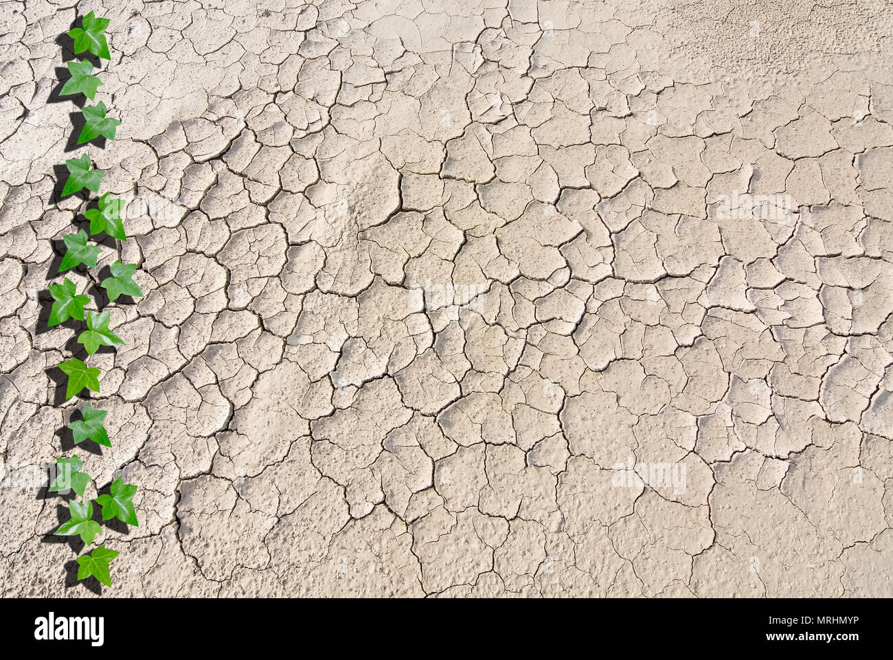 Der trockene Ton Risse Muster mit frischem Grün Efeu Blätter Hintergrund Konzept für Hautpflege und Dehydratation Stockfoto