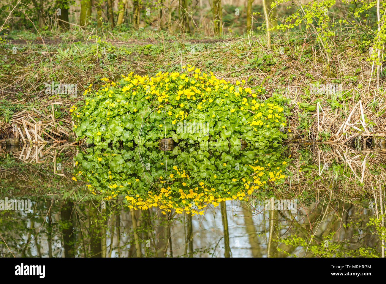 Sumpfdotterblume, Caltha palustris, mit gelben Blüten und helle grüne Blätter im Frühjahr entlang Graben im Wasser widerspiegelt Stockfoto