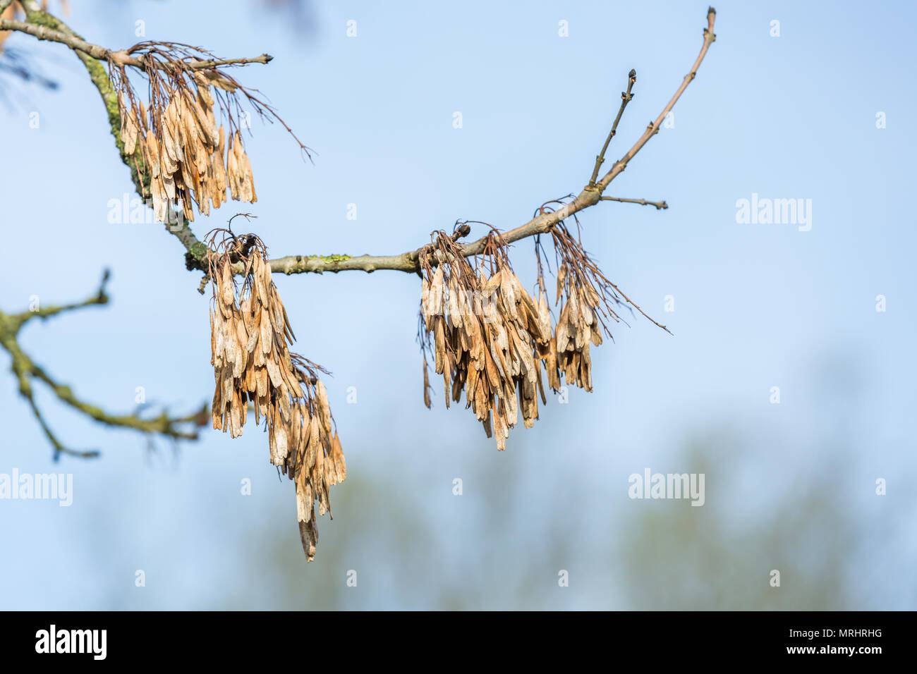 Nahaufnahme von Samen von der Esche Fraxinus Exelsior, der im Vorjahr an einem Ast gegen den hellen Hintergrund Stockfoto