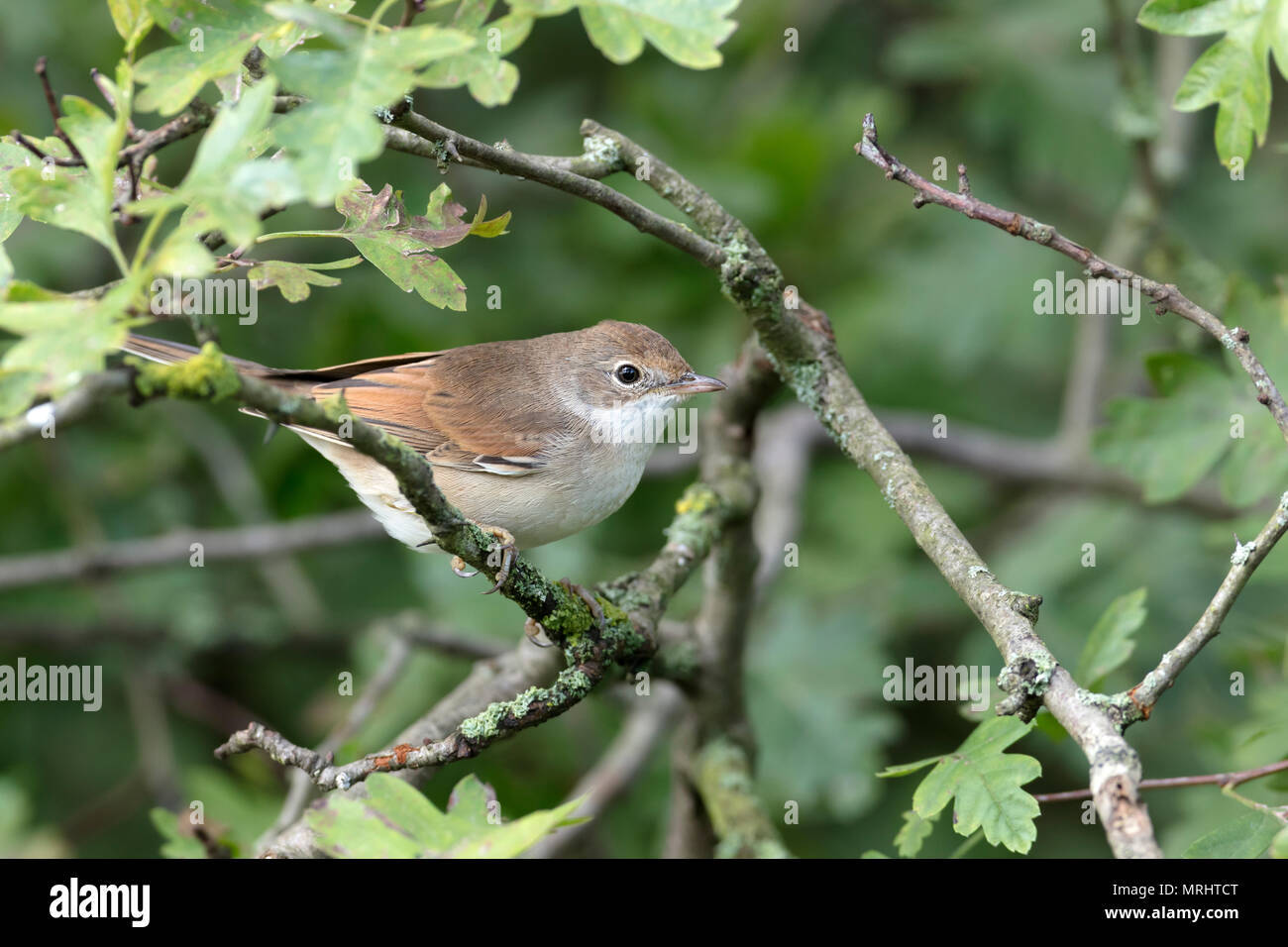 Gewöhnlicher Weißkehlchen, Sylvia communis Stockfoto