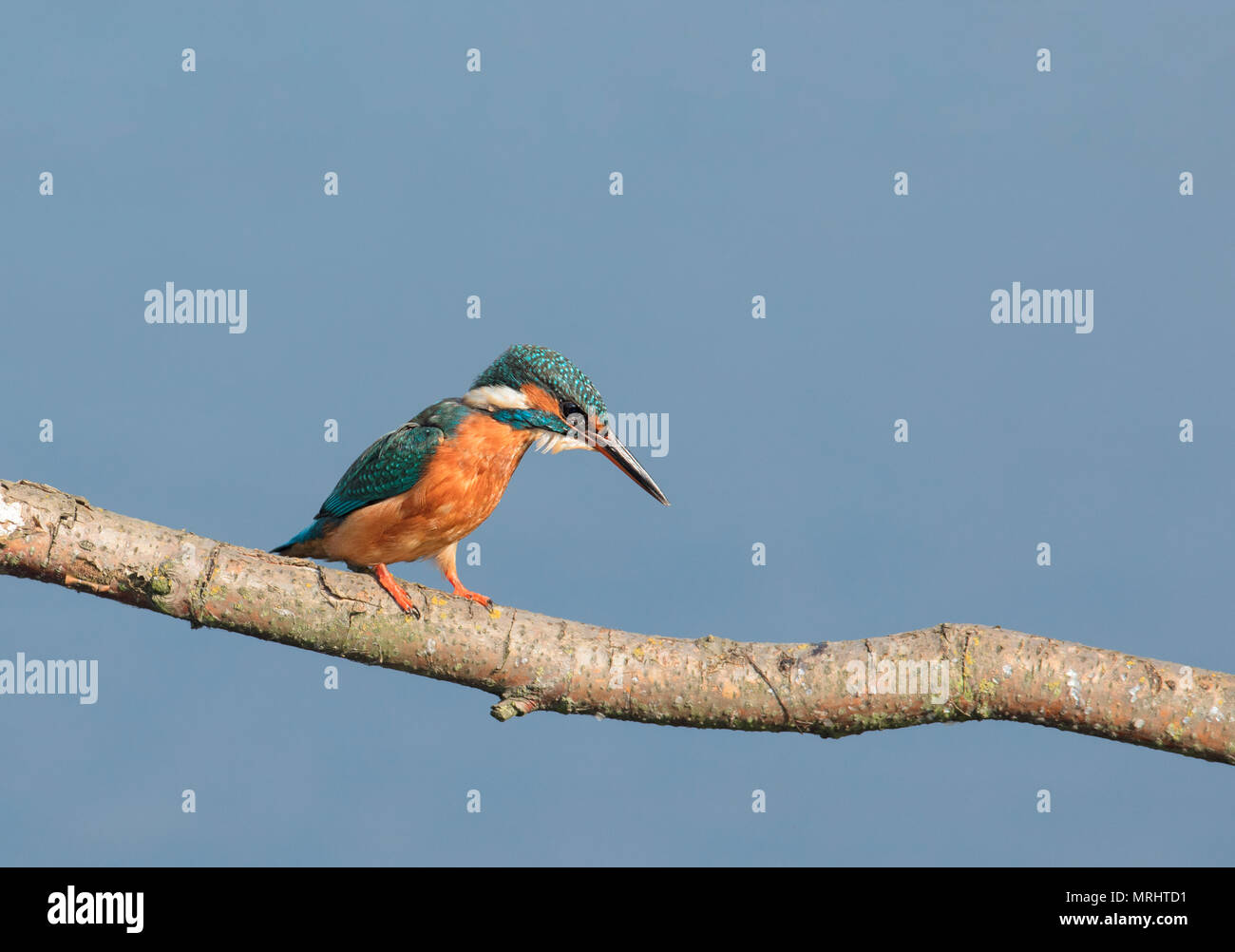 Kingfisher hocken auf einem Zweig Stockfoto