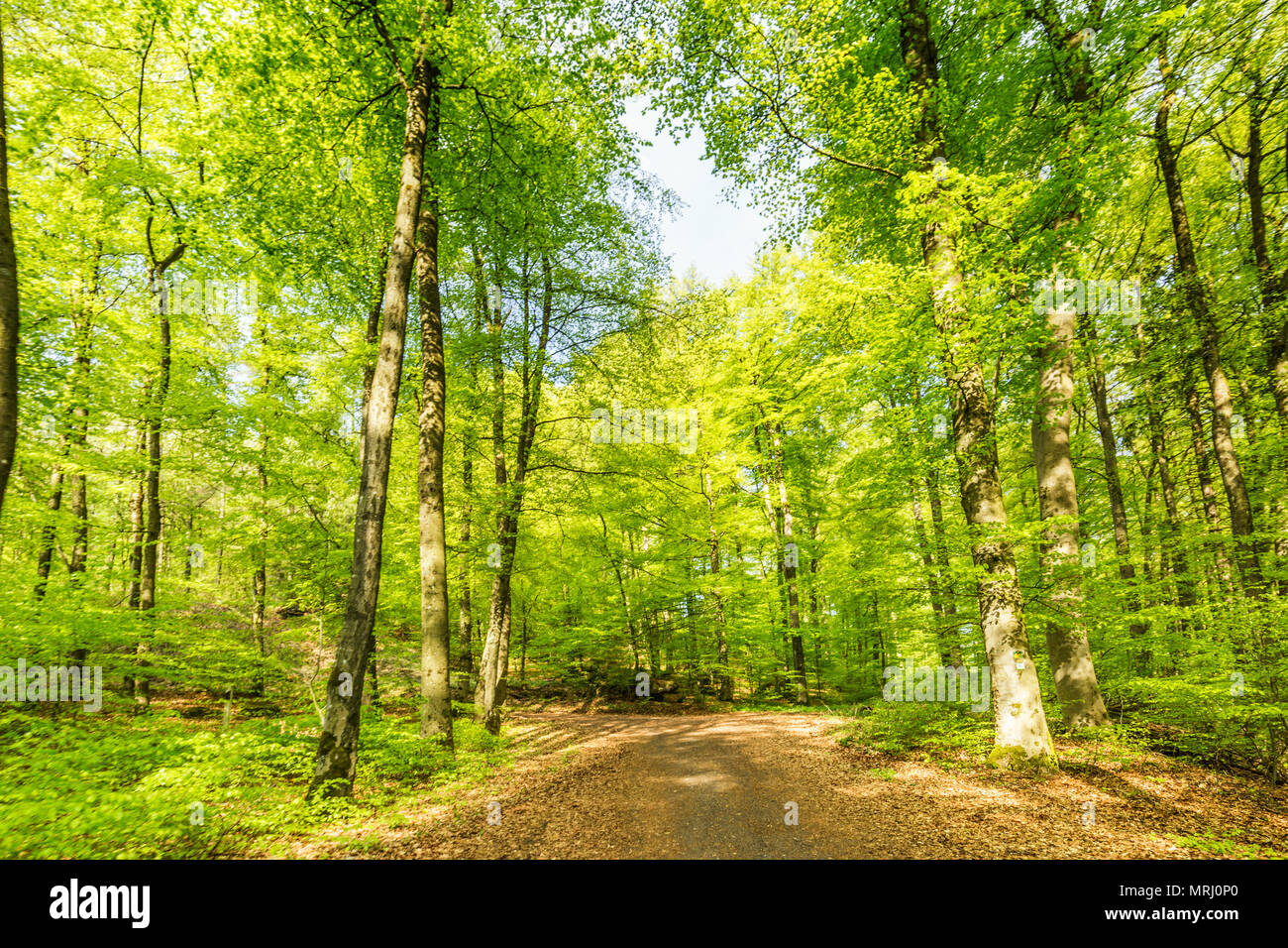 Schöner Frühling Waldlandschaft mit im Bereich der Mühle Stein- und Eishöhlen und Buche in der Vulkaneifel bei Roth, Gerolstein Deutschland Stockfoto