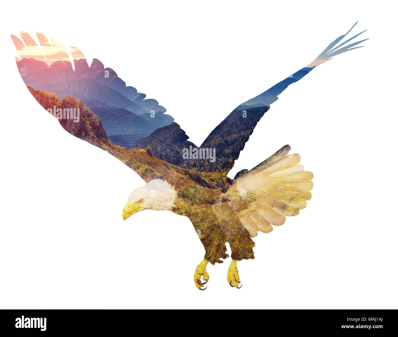 Adler auf weißem backgroun. Doppelt belichtete Abbildung. Stockfoto